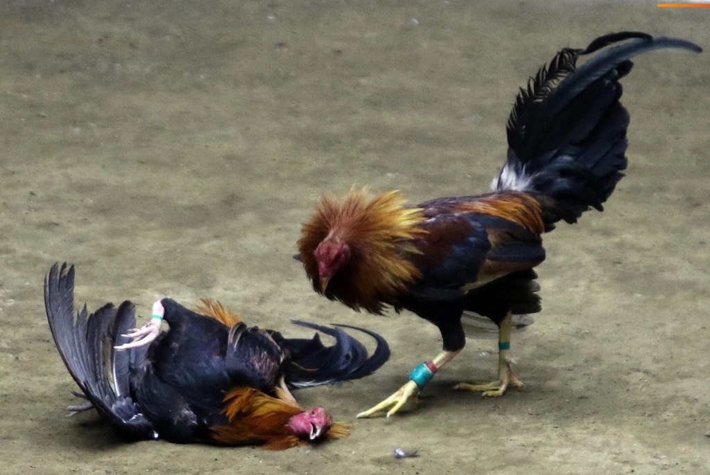 ĐÁ GÀ TRỰC TIẾP THOMO 🎖️ ĐÁ GÀ PHILIPPIN CỰA DAO