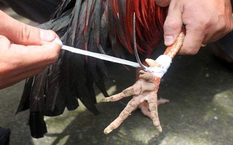 Tham Khảo Cách Mài Cựa Gà Và Bảo Quản Cựa Tốt Nhất