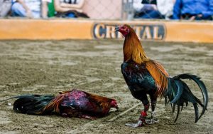 Cách Mài Cựa Gà