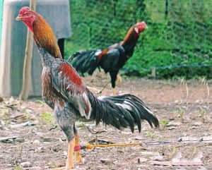 Cách Nhận Biết Gà Asil