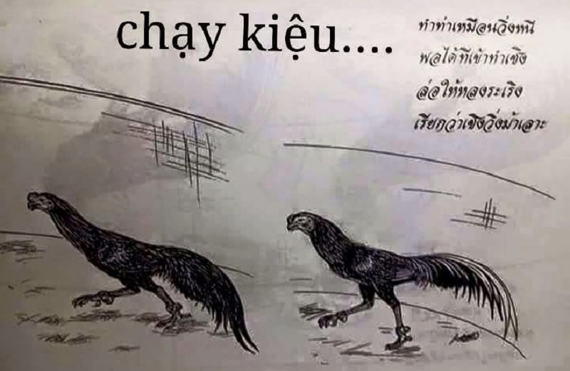 Gà Chạy Kiệu Là Gì? Đá Có Tốt Không? Có Nên Nuôi Gà Chạy Kiệu?