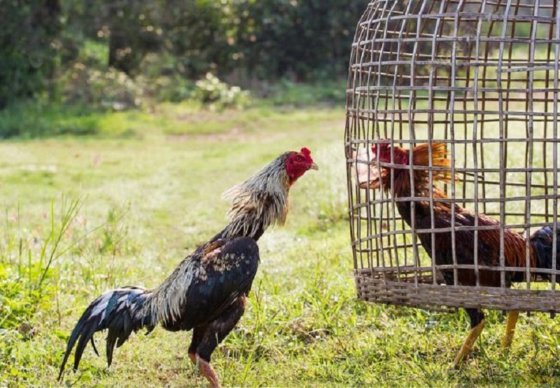 Gà Chọi Thái: Nguồn Gốc, Đặc Điểm Nhận Dạng, Địa Chỉ Mua Uy Tín, Giá Bán