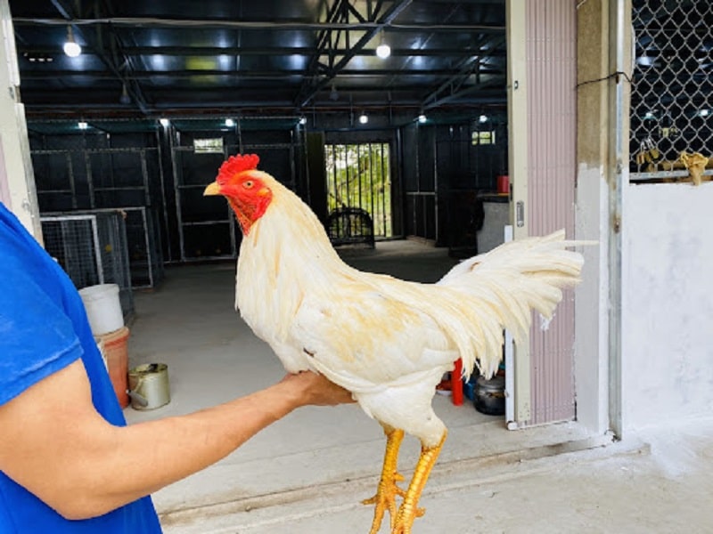 Gà Chọi Thái: Nguồn Gốc, Đặc Điểm Nhận Dạng, Địa Chỉ Mua Uy Tín, Giá Bán