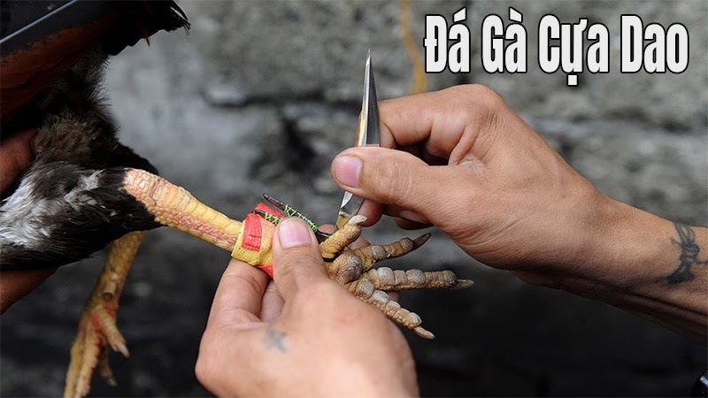 Giới Thiệu Đá Gà Philippin: Lịch Sử Hình Thành, Hình Thức Đá Gà & Địa Chỉ Xem Gà Đá